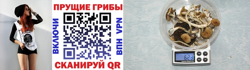 OMG ссылка  Дыгулыбгей  Псилоцибиновые грибы Psilocybine cubensis  где найти наркотики 